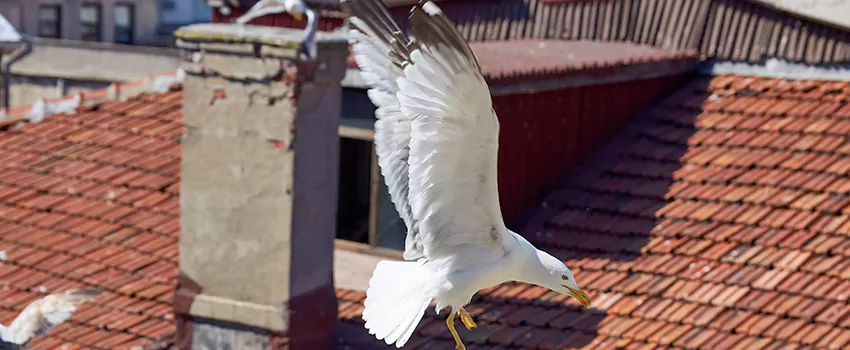 Residential Chimney Animal Removal Solution in Rotterdam, NY