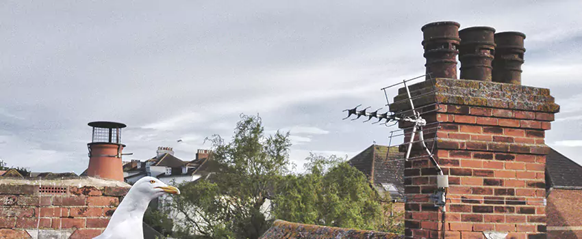Chimney Cleaning And Restoration in Rotterdam, New York